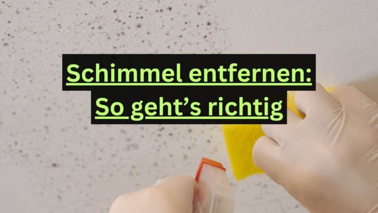 Schimmel entfernen So geht’s richtig